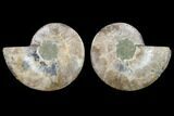 Agatized Ammonite Fossil - Beautiful Preservation #129999-1